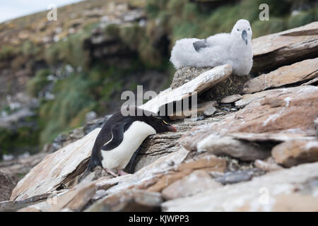 Rockhpper penguins on Saunders Island Stock Photo