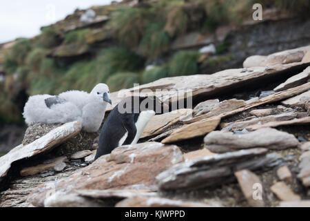 Rockhpper penguins on Saunders Island Stock Photo