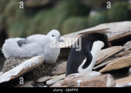 Rockhpper penguins on Saunders Island Stock Photo