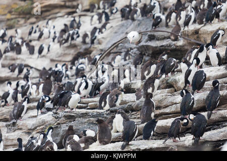 Rockhpper penguins on Saunders Island Stock Photo