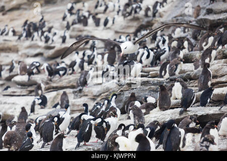 Rockhpper penguins on Saunders Island Stock Photo