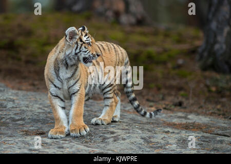 Royal Bengal Tiger / Koenigstiger ( Panthera tigris ), young animal, standing on a rock, watching back, funny huge paws, typical in surrounding. Stock Photo