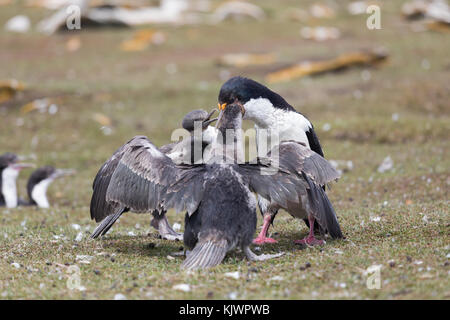 Adult king cormorant feeding chicks Stock Photo