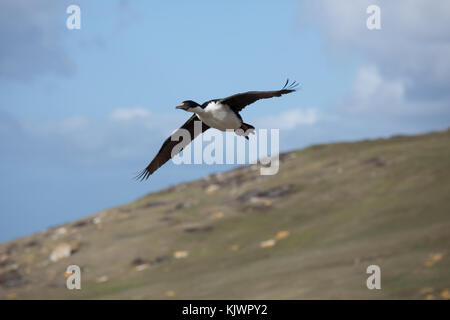 Flying imperial cormorant Stock Photo