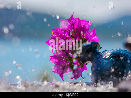 Pink bougainvillea flowers in a vase on a blue background of the sea under the drops of a fountain Stock Photo