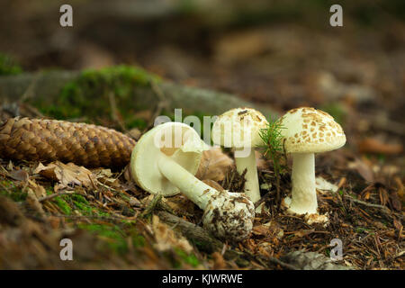 Amanita citrina inedible fungus grows in forests, Central Europe Stock Photo