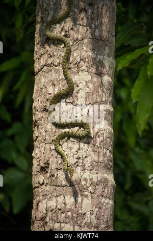 golden tree snake on a tree in Laos Stock Photo
