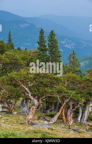 Bristle Cone Pine forest (Pinus arista), Mt Goliath Natural area, Colorada, USA by Bruce Montagne/Dembinsky Photo Assoc Stock Photo