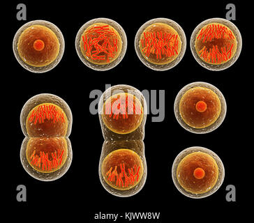 Mitosis process, division of cell. Isolated on black background. 3d render Stock Photo