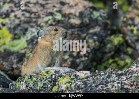 American Pika (Ochotona princeps), Rocky Mountain NP, Colorado, USA by Bruce Montagne/Dembinsky Photo Assoc Stock Photo