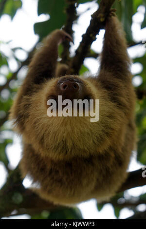 An orphant baby sloth is hanging on a branch and moving slowly (of course) towards the camera...|Hoffmann's Two-toed Sloth (Choloepus hoffmanni) Stock Photo