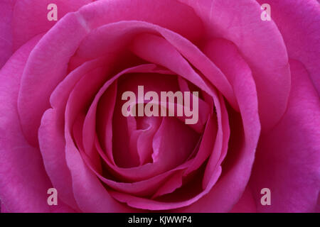 The rose with the name Eliza is a medium pink hybrid tea rose, which is bred by Wilhelm Kordes III in 1994. It can be used for beds and borders. Another name is Eliza Freelander. Stock Photo
