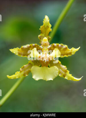 The orchid 'Oncidium lineoligerum' is occurring in the forests of Costa Rica, Panama, Columbia, Ecuador and Peru. It's living as epiphyte on trees. Stock Photo