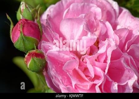 Louise Odier' is also known as 'Madame de Stella'. It is pink with a strong  fragrance. Bred by Jacques-Julien Margottin père (France, 1851 Stock Photo  - Alamy