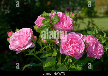 Louise Odier' is also known as 'Madame de Stella'. It is pink with a strong  fragrance. Bred by Jacques-Julien Margottin père (France, 1851 Stock Photo  - Alamy
