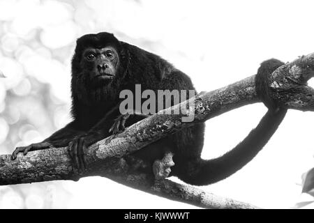 A female mantled howler (Alouatta palliata) is sitting in a high tree and observing closely, what the photographer is doing.|Mantled Howler Monkey (Alouatta palliata) Stock Photo