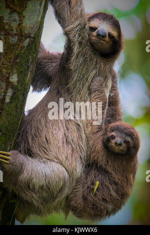 A brown-throated sloth  (Bradypus variegatus) is a 3-toed sloth. They are mostly living in high trees within rain forests. Although this mother was coming down to the ground with her baby.|Brown-throated Three-toed Sloth (Bradypus variegatus) Stock Photo