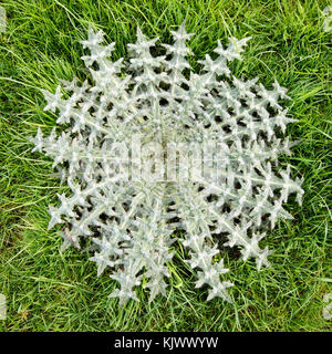Neat rosette of leaves of woolly thistle Cirsium eriophorum growing in a Somerset meadow UK Stock Photo