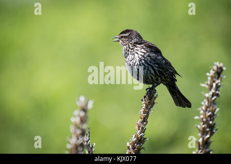 A female Red-winged Blackbird perched and singing Stock Photo