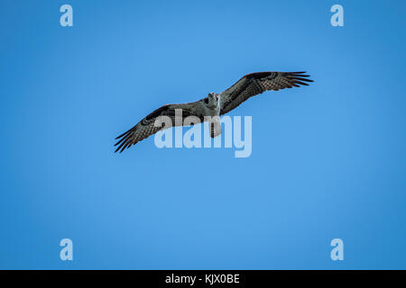 Osprey in flight over kayaker on the St-Lawrence River Stock Photo