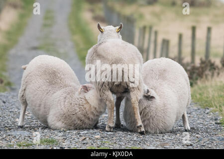 Sheep - large lambs suckling from ewe or dam in Scotland Stock Photo