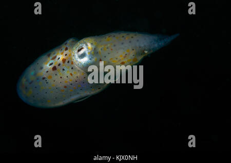 smallest species of cuttlefish