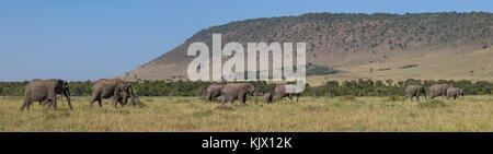Big herd of elephants moving trough savanna, wide panoramatic picture, girrafe and zebras in the background, October 2017, Masai Mara, Kenya, Africa Stock Photo