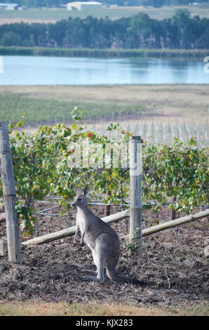 Kangaroo in vineyard Pokolbin Hunter Valley NSW Australia Stock Photo