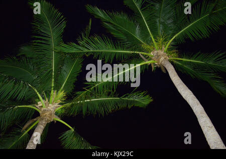 Looking up at two illuminated palm trees taken against a night sky Stock Photo