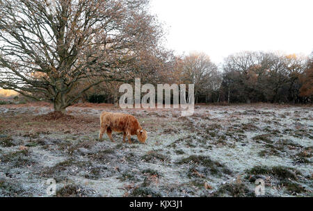 Highland cattle graze on heathland during a frosty morning near Ashford, Kent, as parts of Britain woke to another icy morning on Sunday after biting temperatures hit overnight. Stock Photo