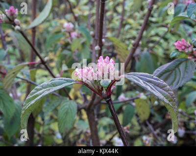 Pink tinged flower buds of Viburnum  x bodnantense 'Dawn' Stock Photo