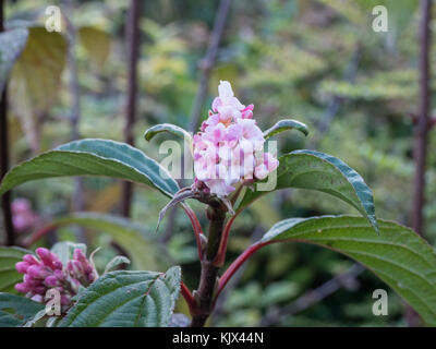 Close up of the pink flowers of Viburnum x bodnantense 'Dawn' Stock Photo