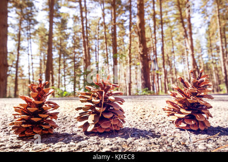 pine cones fallen on the ground background. Stock Photo