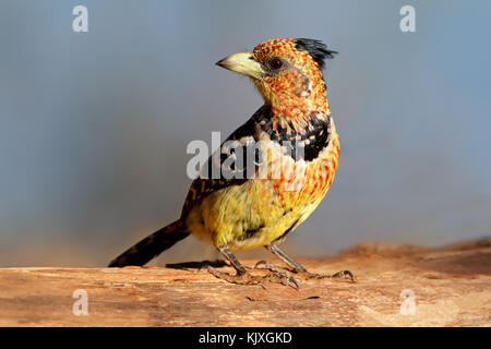 A crested barbet (Trachyphonus vaillantii) sitting on a tree branch, South Africa Stock Photo