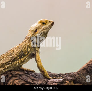 Bearded Dragon on a wood branches with soft focus in the background. Stock Photo