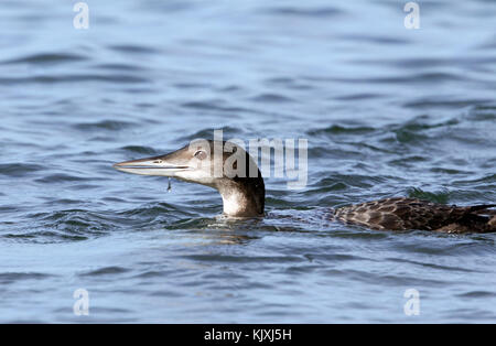 Common Loon in Winter Plumage Stock Photo