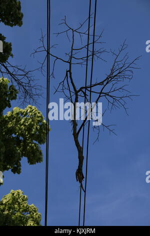 A branch is hanging in a power line Stock Photo