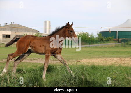 Truestedt, Germany - May 22, 2016: A young foal runs along an electric fence. Stock Photo