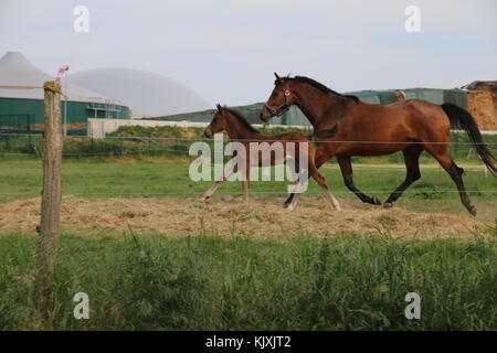 Truestedt, Germany - May 22, 2016: A young foal and her mother run along an electric fence. Stock Photo