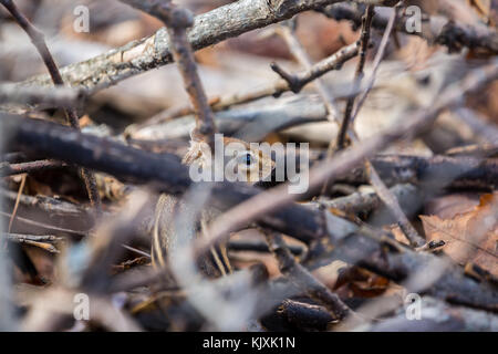 Chipmunk in the woods. Stock Photo