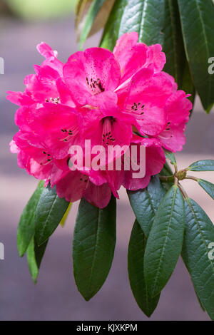 Large tree like rhododendron - Rhododendron arboreum - flower Stock Photo