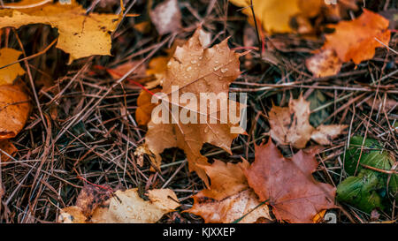 Autumn leaves on the ground, a variety of flowers, in the autumn afternoon yellow green brown plants. Stock Photo