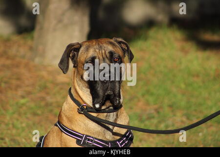 portrait of a  cane corso dog with tender eyes and mouth filled with drool Stock Photo