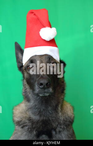 portrait of a Malinois Belgian Shepherd dog with a touching look wearing a Santa hat on a green background Stock Photo