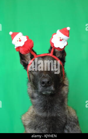 portrait of a Malinois Belgian Shepherd dog with a touching look wearing a Santa hat on a green background Stock Photo