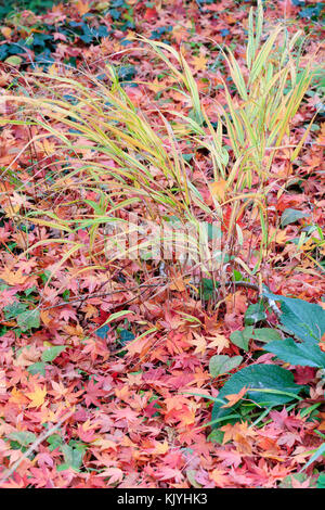 Hakonechloa macra 'Alboaurea', the yellow variegated Hakone grass, stands in a carpet of fallen Japanese maple leaves on a late Autumn day Stock Photo