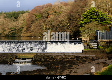 Lopwell Dam on the River Tavy, Devon, UK, in late Autumn sunshine and showing the upper and lower fish ladders Stock Photo