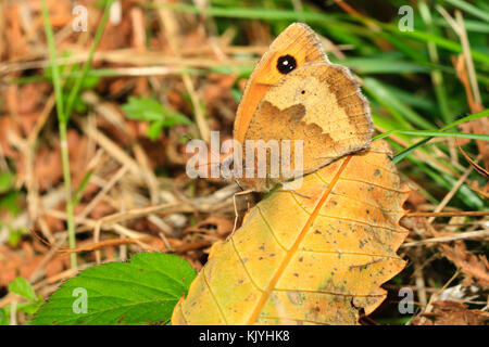 Maniola jurtina, the meadow brown butterfly, is camouflaged while resting on a fallen leaf