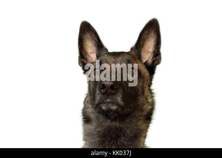 portrait of a Belgian Shepherd dog Malinois charbonnée with a proud and powerful port of the head to the attentive glance Stock Photo