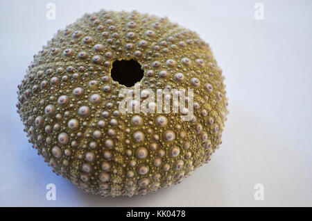 Close up of Sea Urchin shell Stock Photo